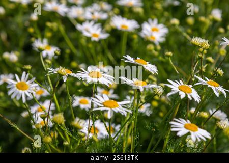 Die Heilkamillenmatricaria recutita blüht auf der Wiese zwischen wilden Gräsern. Stockfoto