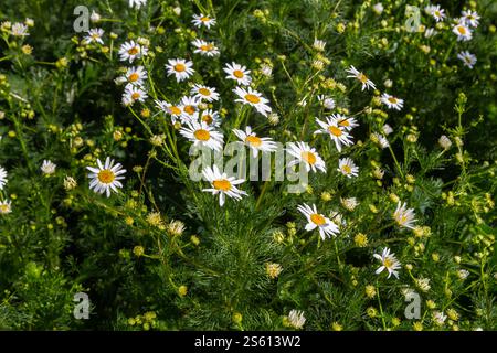 Die Heilkamillenmatricaria recutita blüht auf der Wiese zwischen wilden Gräsern. Stockfoto