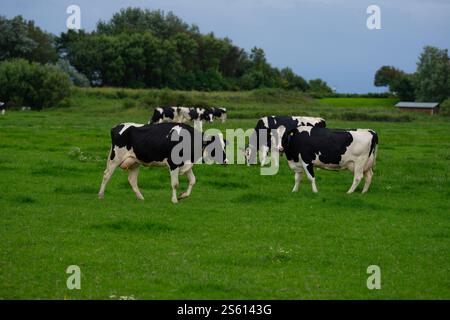 Weidekühe. Kühe auf dem Feld. Kuhherde auf grüner Weide. Landschaft und Weide für Kühe. Kuhherde auf dem Land. Kühe auf Ackerland Stockfoto