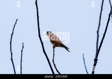 Ein Kestrel (Falco tinnunkulus), der auf einem Ast hoch in der Luft sitzt Stockfoto