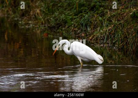 Ein weißer Silberreiher (Ardea alba modesta), der nach etwas Essen im Wasser sucht Stockfoto