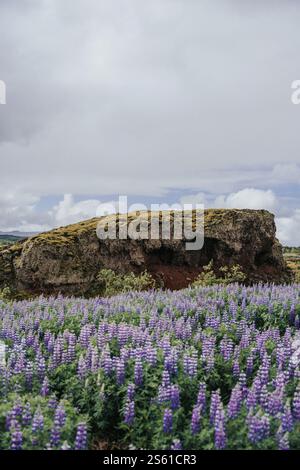 Lupinenfeld mit moosbedecktem Lavafelsen im Naturschutzgebiet Heiðmörk, Südisland. Stockfoto