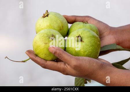 Nahaufnahme einer Frauenhand, die frische, reife Guavas hält. Stockfoto