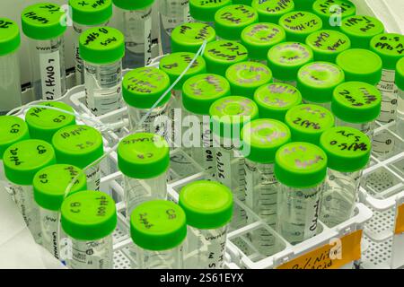 Reagenzglasfläschchen im Laborlabor, New Jersey, USA Stockfoto