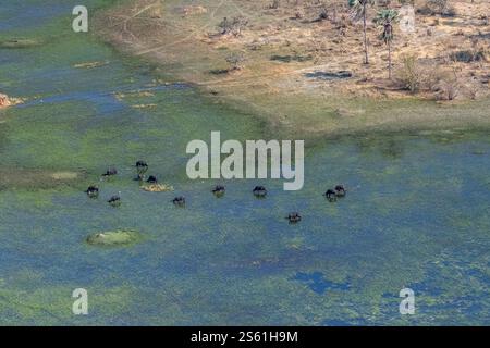 Luftaufnahme einer Kap-Buffalo-Herde - Syncerus-Caffer - beim Weiden im Okavango-Delta in Botswana. Stockfoto