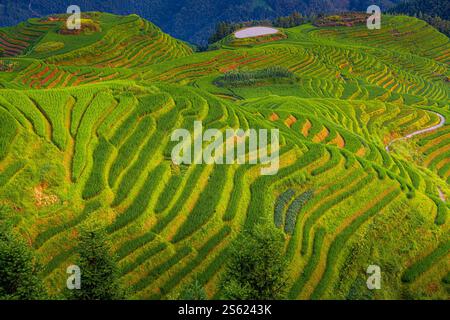 Nahaufnahme der Longji-Reisterrassen auf dem Yaoshan-Berg in Guangxi, China. Stockfoto