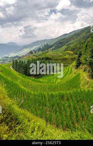 Sehen Sie den Reis auf den wunderschönen Reisterrassen in Longsheng, Longji, Guilin, China. Stockfoto