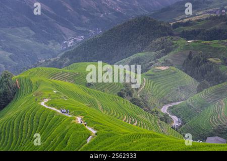 Longji-Reisterrassen auf dem Yaoshan-Berg in Guangxi, China, Sonnenaufgangslicht Stockfoto