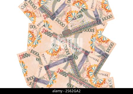 1000 Guyana-Dollarscheine fliegen isoliert auf weiß herunter. Viele Banknoten fallen mit weißem Kopierraum auf der linken und rechten Seite. 1000 Guyana-Dollar Stockfoto