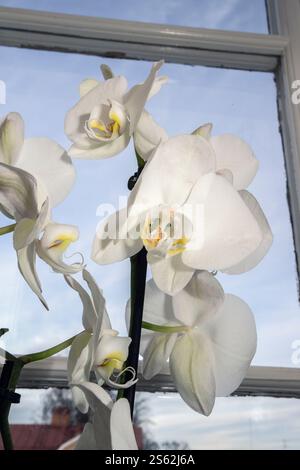 Weiße Orchideen in Töpfen auf einer Fensterbank. Stockfoto
