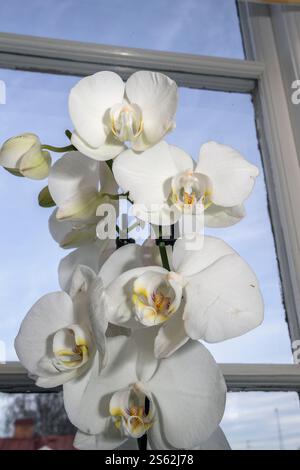Weiße Orchideen in Töpfen auf einer Fensterbank. Stockfoto