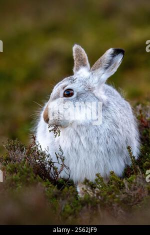 Berghase (Lepus timid), Schottland, Vereinigtes Königreich Stockfoto