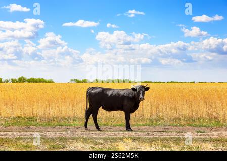 Porträt eines großen schwarzen Bullen, der auf einem Weizenfeld steht. Schwarzer angusbulle auf Weizenfeld an sonnigen Sommertagen. Stockfoto