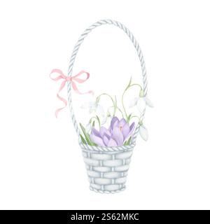 Korb aus violetten Krokussen und Schneeglöckchen mit rosa Schleife. Handgezeichnetes Aquarell auf weißem Hintergrund. Frühlingsblume Clipart Stockfoto