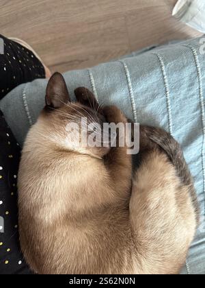Siamkatze kuschelt sich ein und schläft friedlich auf einer blauen Decke. Die intime und beruhigende Szene und das gemütliche häusliche Leben mit Haustier. Draufsicht Stockfoto