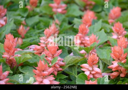 Rote Blüten Salvia prägt wärmeliebende Pflanzen. Jährliche Pflanze schöner Scharlachblüten im Gartenblumenbeet. Rote Blüten Salvia spendet Wärme Stockfoto