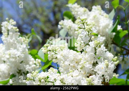 Zweige von weißem Flieder und grünen Blättern. Hintergrund mit wunderschönem blühenden Fliederzweig. Zweige von weißem Flieder und grünen Blättern. Blühend Stockfoto