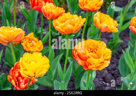 Blühende gelbe orange Pfingstrose geformte Tulpen Blumen im Garten draußen. Doppel-Tulpenvariante, Doppel-Schönheit von Apeldoorn. Frühlingszeit, Naturgärtnerei, Stockfoto