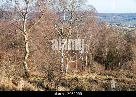 Silberbirken im Winter im Rudge Hill Nature Reserve (Scottsquar Hill), Edge Common, Edge, Gloucestershire UK - Painswick liegt im Hintergrund. Stockfoto