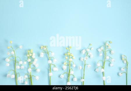 Die Blumen lagen flach aus den Lilien des Tales auf einem hellblauen Hintergrund. Draufsicht und Kopierbereich Stockfoto
