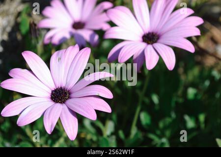 Nahaufnahme der wunderschönen farbenfrohen (Osteospermum) Shire Pink White African Daisy, die von der Sonne über leuchtend grüne Blätter und Stiele beleuchtet wird Stockfoto