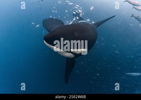 Norwegen. November 2022. Orca (Orcinus Orca) überquerte am 16. November 2022 in Norwegen, Skjervoy. Foto: Jonathan Doval/ABACAPRESS. COM Credit: Abaca Press/Alamy Live News Stockfoto