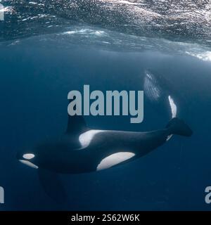 Norwegen. November 2024. Orca (Orcinus Orca) und Buckelwal in einem Bild in Norwegen, Skjervoy am 4. November 2024. Foto: Jonathan Doval/ABACAPRESS. COM Credit: Abaca Press/Alamy Live News Stockfoto