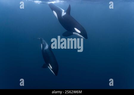 Norwegen. November 2024. orca (Orcinus orca) Tauchen in den Fjorden in Norwegen, Skjervoy am 12. November 2024. Foto: Jonathan Doval/ABACAPRESS. COM Credit: Abaca Press/Alamy Live News Stockfoto