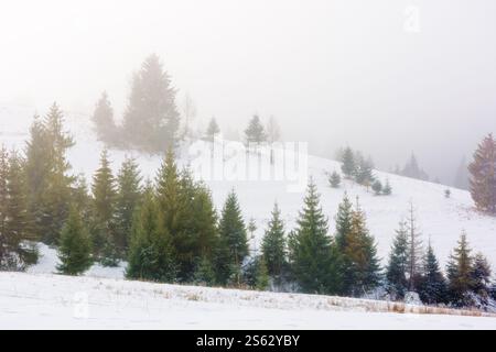 Wald auf dem Hügel im Nebel. stimmungsvolle Atmosphäre. Frostige Winterlandschaft. Dramatische Schneesturmlandschaft im dezember Stockfoto