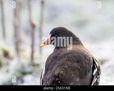 A Moorhen, Gallinula Chloropus bei frostigem Wetter in Leighton Moss, Silverdale, Lancashire, Großbritannien. Stockfoto