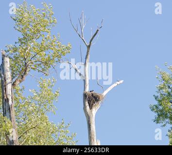 Weißkopfseeadler nisten in einem toten Baum am St. Joseph River in Idaho Stockfoto