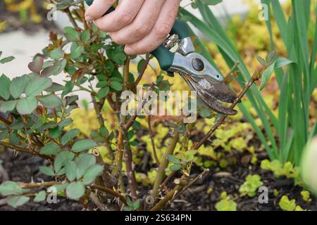Frau, die Rosen mit einer rostigen Gartenschere beschneidet Stockfoto