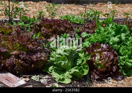 Grüner und roter Salat, der im Garten wächst Stockfoto