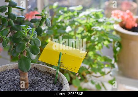 Zimmerpflanze mit gelbem Klebepapier, um Pilzmücken anzulocken Stockfoto