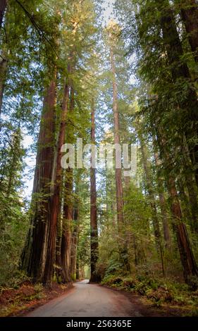 Hoch aufragende Mammutbäume schaffen eine ruhige Atmosphäre entlang einer gewundenen Straße. Sonnenlicht filtert durch die Äste und beleuchtet das üppige grüne Laub. Stockfoto