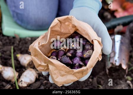 Eine Frau, die eine Nahaufnahme-Papiertüte mit violetten Scilla-Blumenzwiebeln hält, die bereit sind, im Garten zu Pflanzen Stockfoto