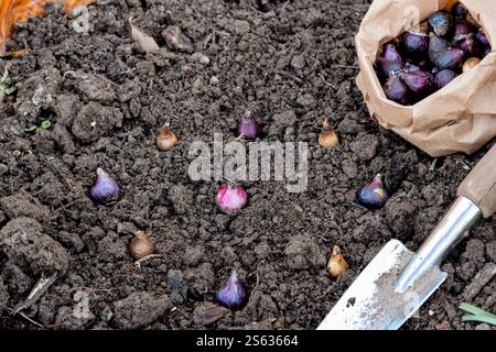 Blumenzwiebeln auf dem Boden in einem ordentlichen Abstand zum Anpflanzen Stockfoto