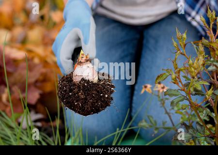 Frau, die Gartenkelle mit Erde und Hyazinth-Blumenzwiebeln hält, die gepflanzt werden sollen Stockfoto