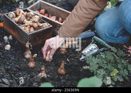 Frau pflanzt Frühlingszwiebeln im Herbst Stockfoto