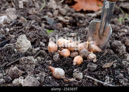 Blumenzwiebeln auf dem Boden, bereit für die Anpflanzung Stockfoto