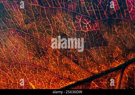 Ein trockenes Herbstbaumblatt. Stockfoto