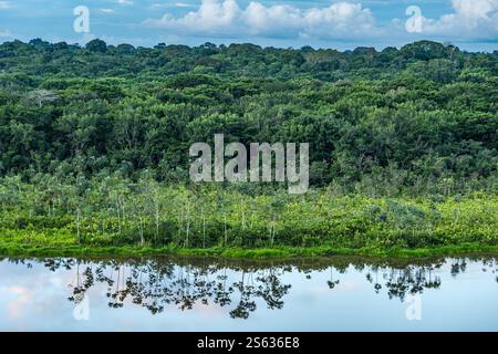 Blick von oben auf Dschungeldächer und Bäume, die sich in der Lagune in der Abenddämmerung spiegeln, Amazonas-Regenwald, Yasuni-Nationalpark, Ecuador, Südamerika Stockfoto