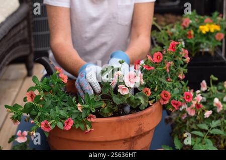 Frau pflanzt Jahresblumen in einem Topf draußen auf einem Balkon im Frühling Stockfoto