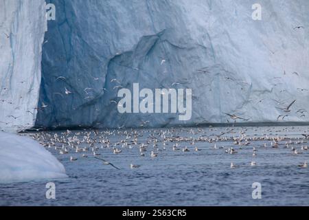 Riesiger Gletscher (Store Gletscher) mit Seevögeln im Vordergrund. Uummannaq Fjord. In der Nähe der Gemeinde Qaasuitsup. Grönland Stockfoto