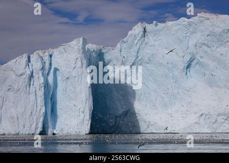 Riesiger Gletscher (Store Gletscher) mit Seevögeln im Vordergrund. Uummannaq Fjord. In der Nähe der Gemeinde Qaasuitsup. Grönland Stockfoto