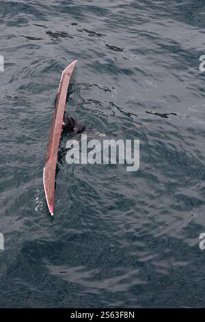 Ein Inuit-Mann, der seine Kajakfähigkeiten auf einer Tierhaut zeigt, bedeckte traditionelle Inuit-Kajak im Hafen von Sisimiut. Stadt Qeqqata. Grönland Stockfoto