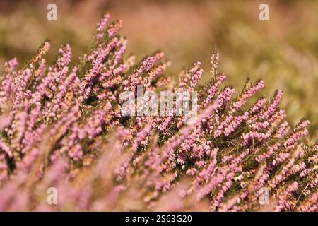 Rosa Heidekraut (Erica) blüht in der Wintersonne. Stockfoto