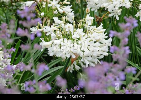 Weiße Agapanthus, gebräuchliche Namen sind Nil-Lilie oder afrikanische Lilie in Blüte. Stockfoto