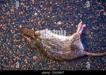 Tote Ratte auf Asphaltstraße Stockfoto