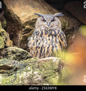 Der Uhu (Bubo bubo) ist eine Art von Uhu, einer Vogelart, die in weiten Teilen Eurasiens lebt. Stockfoto